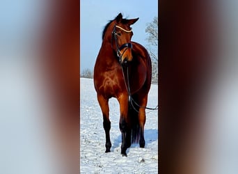 Hannoveraan, Merrie, 4 Jaar, 163 cm, Bruin