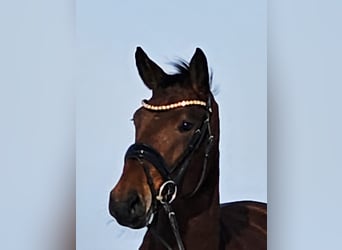 Hannoveraan, Merrie, 4 Jaar, 163 cm, Bruin