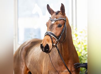 Hannoveraan, Merrie, 4 Jaar, 163 cm, Bruin