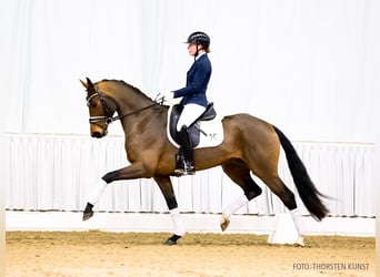 Hannoveraan, Merrie, 4 Jaar, 163 cm, Bruin