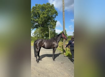Hannoveraan, Merrie, 4 Jaar, 163 cm, Donkerbruin