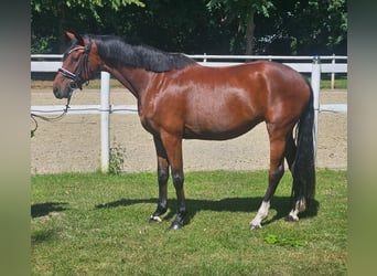 Hannoveraan, Merrie, 4 Jaar, 163 cm, Donkerbruin