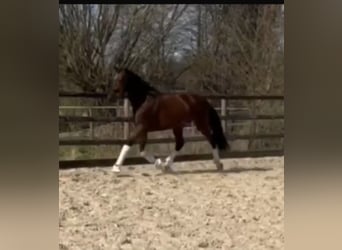Hannoveraan, Merrie, 4 Jaar, 163 cm, Donkerbruin