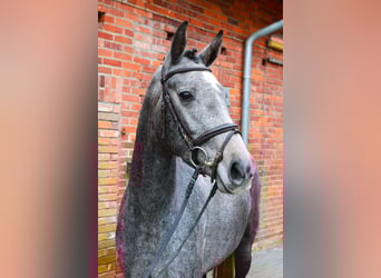 Hannoveraan, Merrie, 4 Jaar, 163 cm, Schimmel