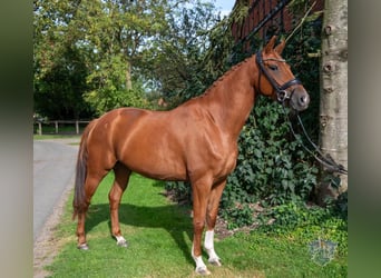 Hannoveraan, Merrie, 4 Jaar, 163 cm, Vos