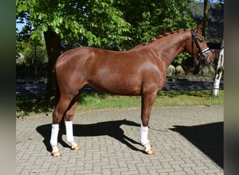 Hannoveraan, Merrie, 4 Jaar, 163 cm, Vos