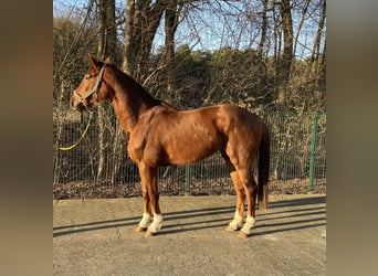 Hannoveraan, Merrie, 4 Jaar, 163 cm, Vos