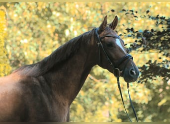Hannoveraan, Merrie, 4 Jaar, 163 cm, Vos