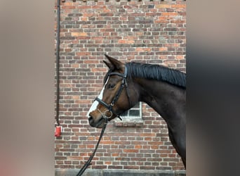 Hannoveraan, Merrie, 4 Jaar, 164 cm, Donkerbruin