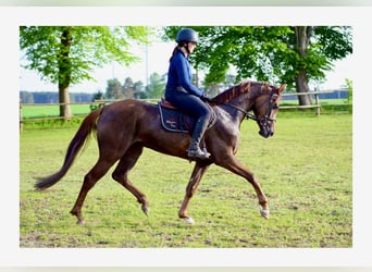 Hannoveraan, Merrie, 4 Jaar, 164 cm, Donkere-vos