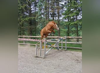 Hannoveraan, Merrie, 4 Jaar, 164 cm, Vos