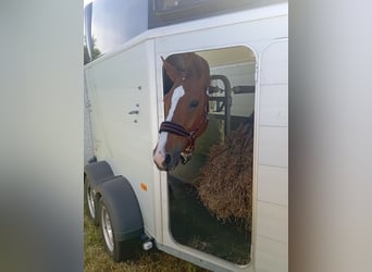 Hannoveraan, Merrie, 4 Jaar, 164 cm, Vos