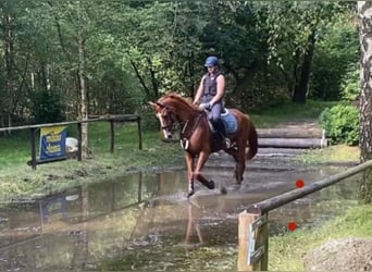 Hannoveraan, Merrie, 4 Jaar, 164 cm, Vos