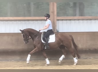 Hannoveraan, Merrie, 4 Jaar, 164 cm, Vos