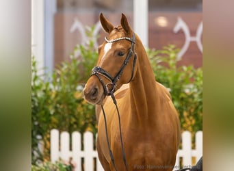 Hannoveraan, Merrie, 4 Jaar, 164 cm, Vos