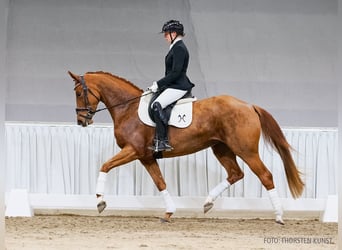 Hannoveraan, Merrie, 4 Jaar, 164 cm, Vos