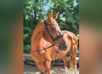 Hannoveraan, Merrie, 4 Jaar, 164 cm, Vos