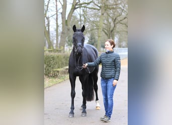 Hannoveraan, Merrie, 4 Jaar, 164 cm, Zwart