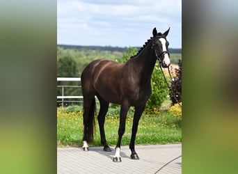 Hannoveraan, Merrie, 4 Jaar, 164 cm, Zwart