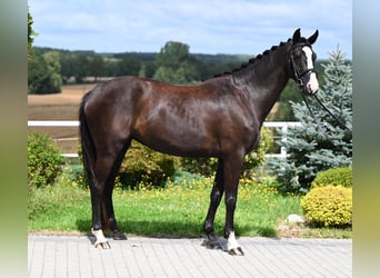 Hannoveraan, Merrie, 4 Jaar, 164 cm, Zwart