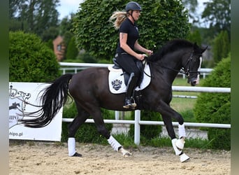 Hannoveraan, Merrie, 4 Jaar, 164 cm, Zwart