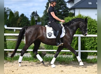 Hannoveraan, Merrie, 4 Jaar, 164 cm, Zwart