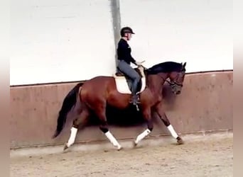 Hannoveraan, Merrie, 4 Jaar, 165 cm, Bruin