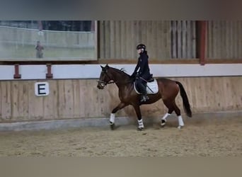 Hannoveraan, Merrie, 4 Jaar, 165 cm, Bruin