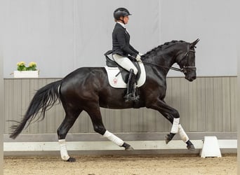 Hannoveraan, Merrie, 4 Jaar, 165 cm, Bruin