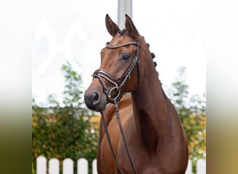 Hannoveraan, Merrie, 4 Jaar, 165 cm, Bruin