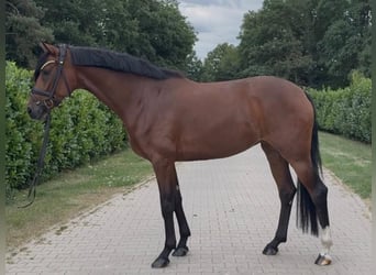 Hannoveraan, Merrie, 4 Jaar, 165 cm, Bruin