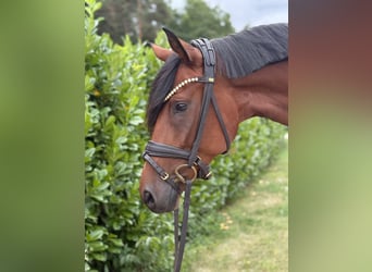 Hannoveraan, Merrie, 4 Jaar, 165 cm, Bruin