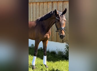 Hannoveraan, Merrie, 4 Jaar, 165 cm, Donkerbruin