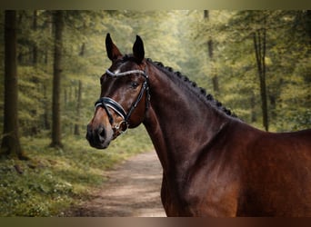 Hannoveraan, Merrie, 4 Jaar, 165 cm, Donkerbruin