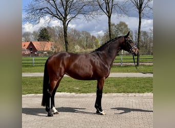 Hannoveraan, Merrie, 4 Jaar, 165 cm, Donkerbruin