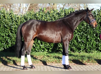 Hannoveraan, Merrie, 4 Jaar, 165 cm, Donkerbruin