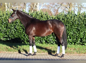 Hannoveraan, Merrie, 4 Jaar, 165 cm, Donkerbruin