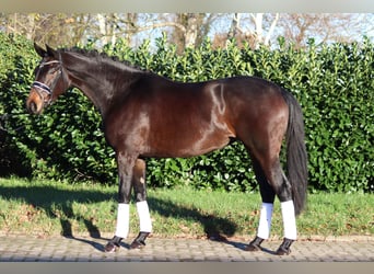 Hannoveraan, Merrie, 4 Jaar, 165 cm, Donkerbruin