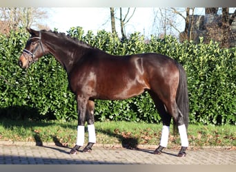 Hannoveraan, Merrie, 4 Jaar, 165 cm, Donkerbruin