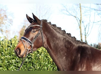 Hannoveraan, Merrie, 4 Jaar, 165 cm, Donkerbruin