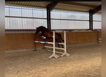 Hannoveraan, Merrie, 4 Jaar, 165 cm, Donkerbruin