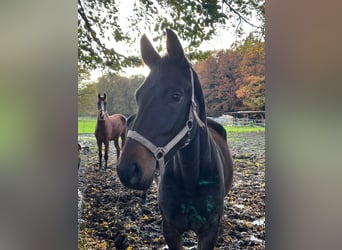 Hannoveraan, Merrie, 4 Jaar, 165 cm, Donkerbruin