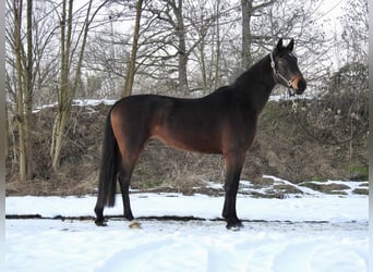 Hannoveraan, Merrie, 4 Jaar, 165 cm, Donkerbruin