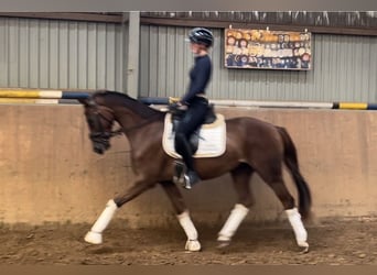 Hannoveraan, Merrie, 4 Jaar, 165 cm, Donkere-vos