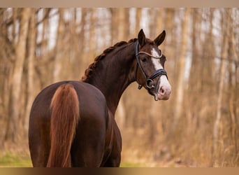 Hannoveraan, Merrie, 4 Jaar, 165 cm, Donkere-vos