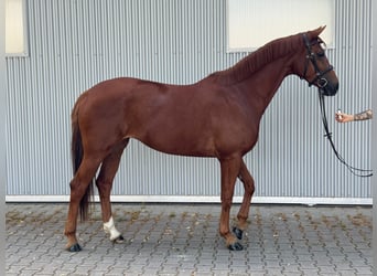 Hannoveraan, Merrie, 4 Jaar, 165 cm, Donkere-vos