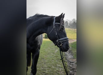 Hannoveraan, Merrie, 4 Jaar, 165 cm