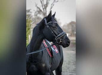 Hannoveraan, Merrie, 4 Jaar, 165 cm