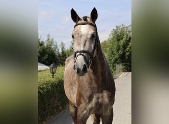 Hannoveraan, Merrie, 4 Jaar, 165 cm, Schimmel