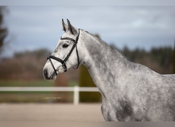 Hannoveraan, Merrie, 4 Jaar, 165 cm, Schimmel